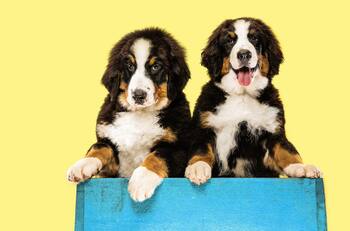 Clientes CMR pueden obtener 20% de descuento en esta popular tienda para mascotas