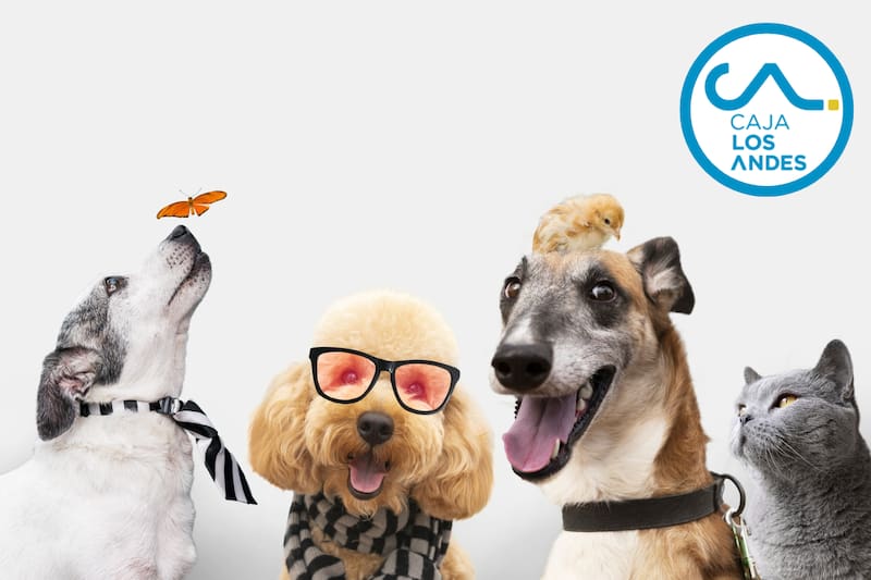 Aprovecha este beneficio si eres afiliado o afiliada.