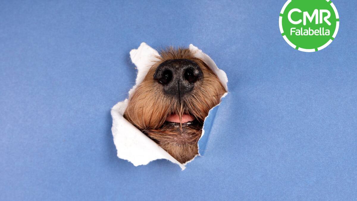 CMR entrega hasta un 25% de descuento en productos para tu mascota