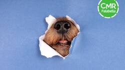 CMR entrega hasta un 25% de descuento en productos para tu mascota