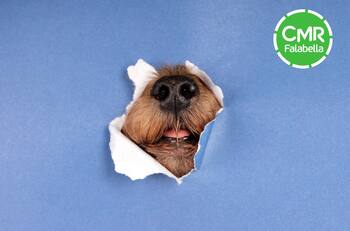 CMR entrega hasta un 25% de descuento en productos para tu mascota