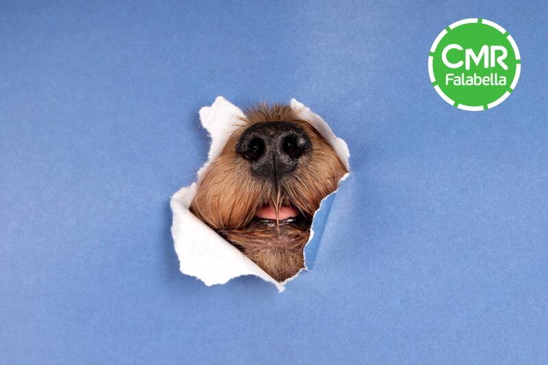 Aprovecha y compra la comida favorita de tu perro o gato con un increíble descuento.