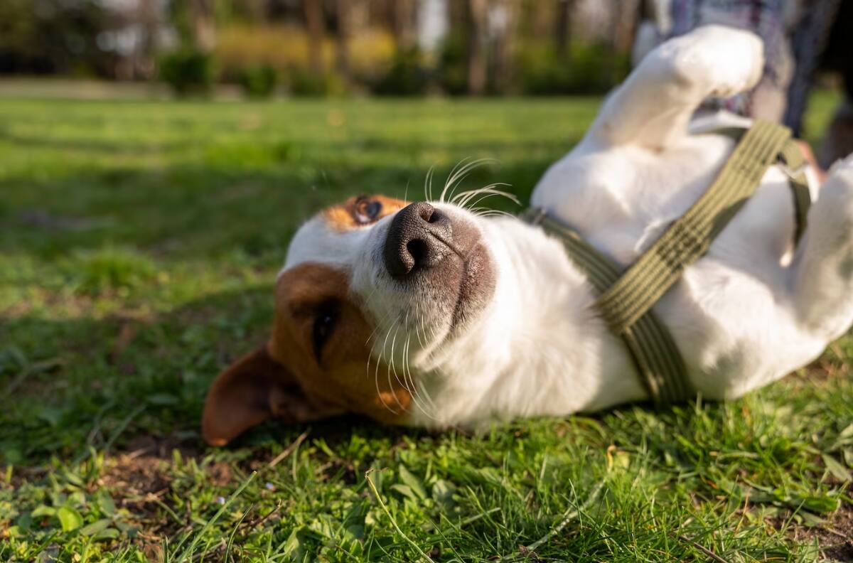 Las mascotas también tienen descuentos con Caja Los Andes: Hay rebajas de hasta 30%