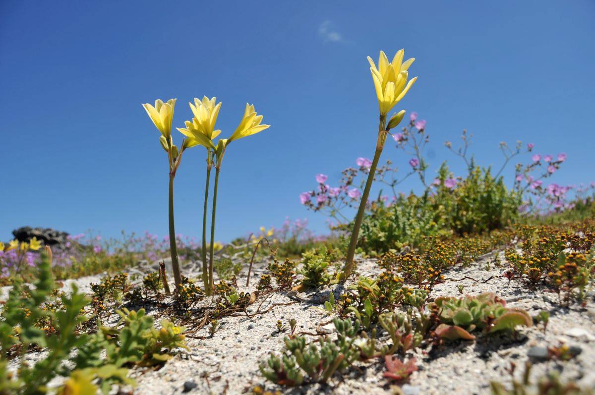 El lugar más árido del mundo es dónde se produce además el fenómeno del desierto florido.