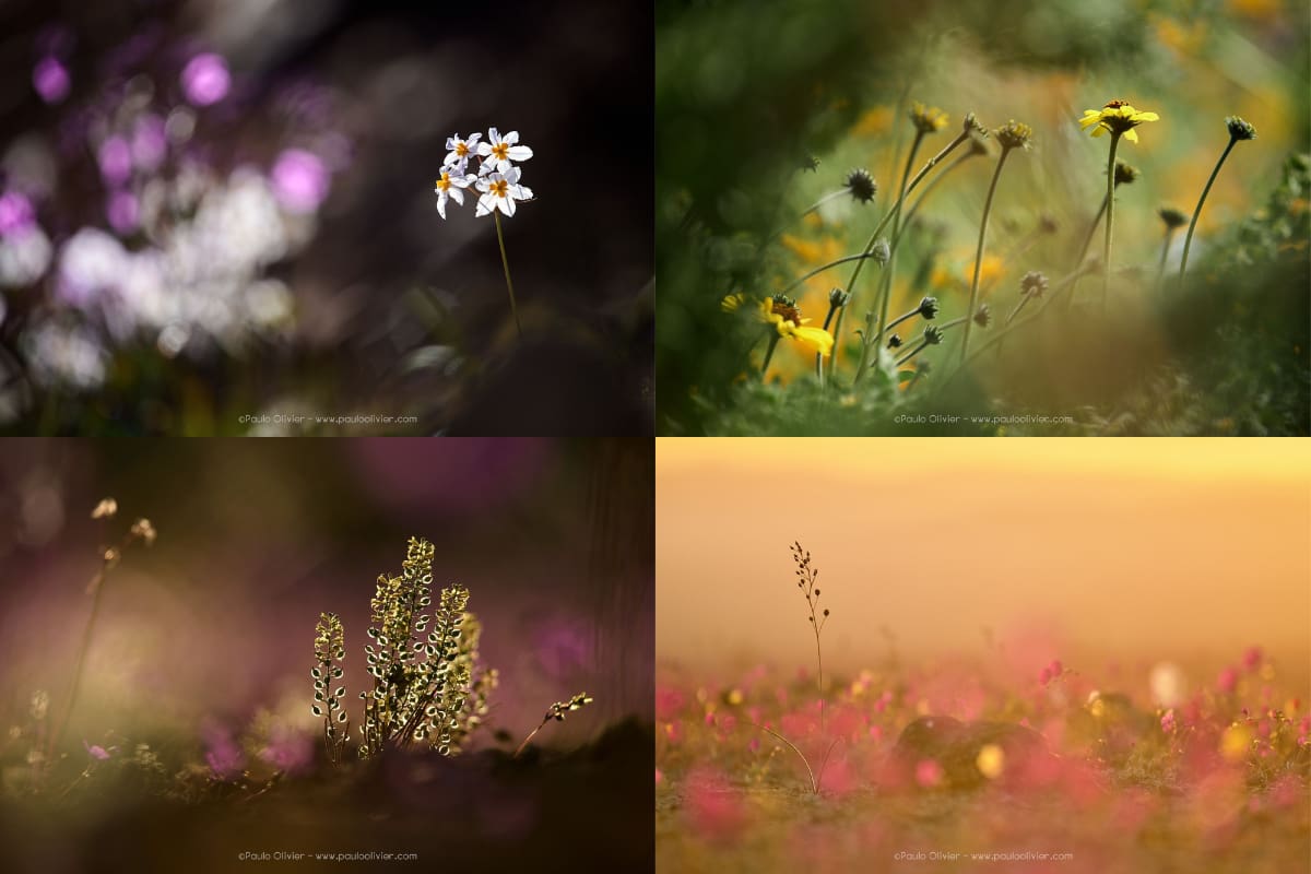 Estos son algunas imágenes captadas de los primeros brotes (@PauloOlivierH).