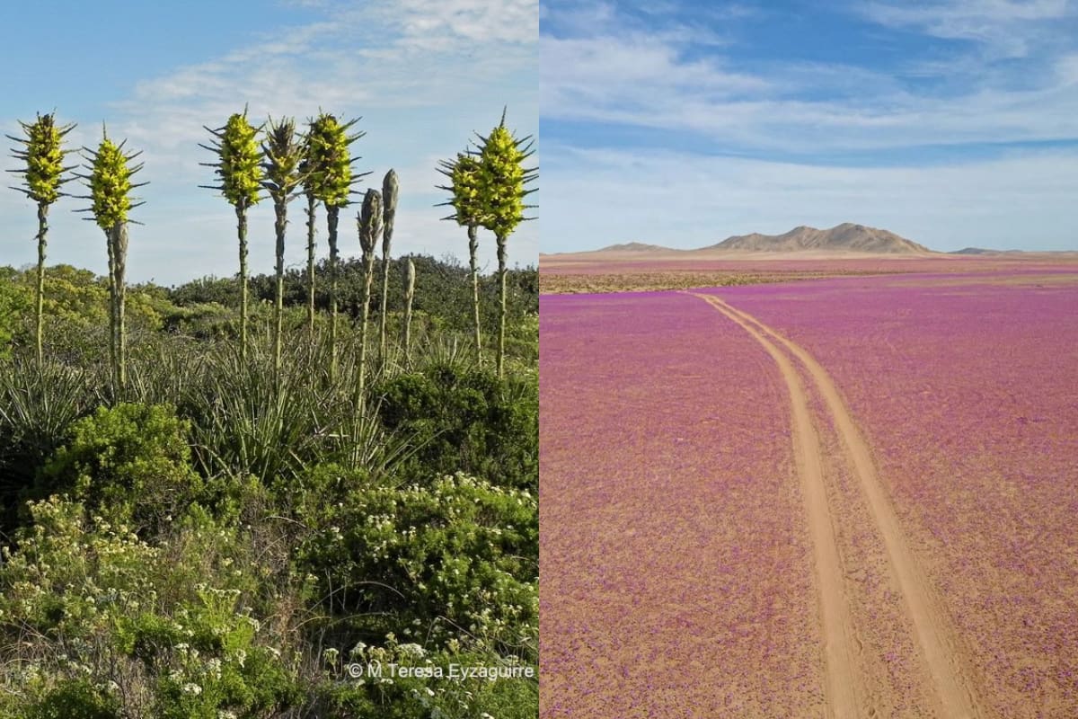 Descubre las razones por las cuales se adelantó (@rgmedel y @carobarquin en Twitter)