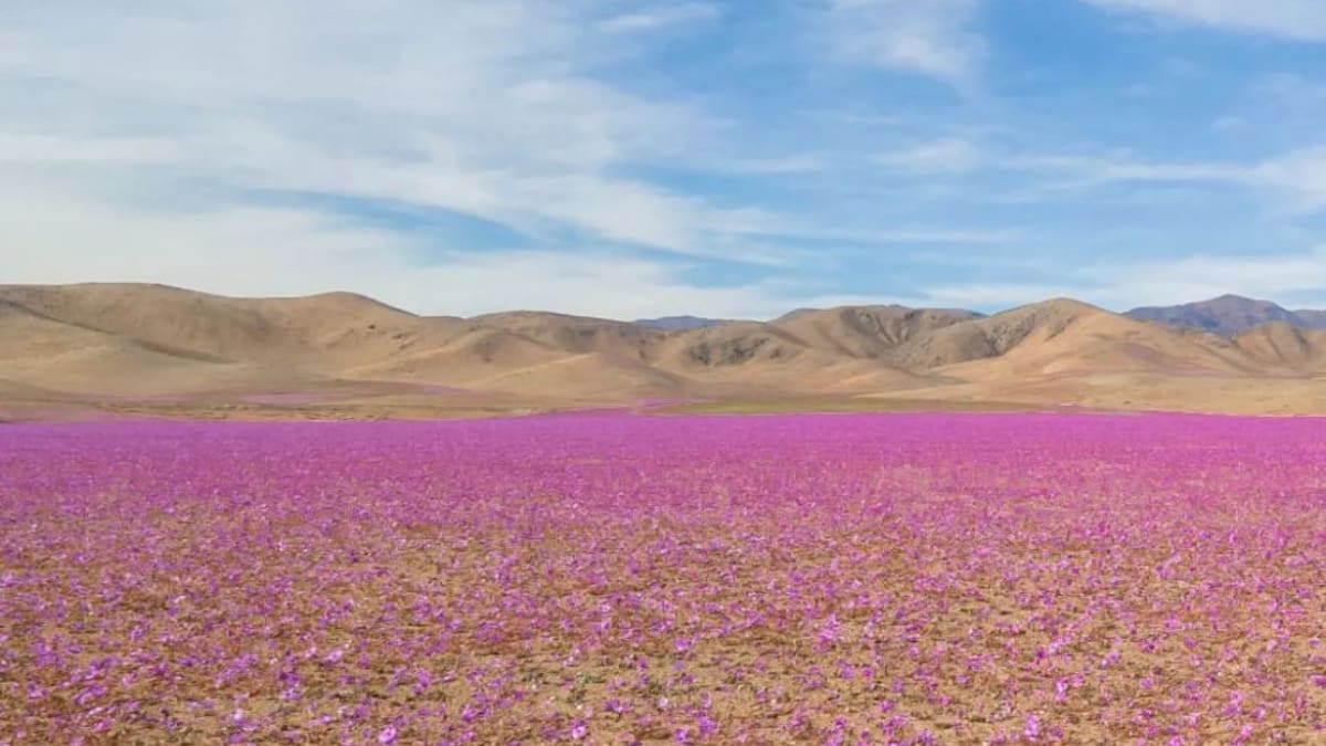 FOTOS | Desierto Florido se adelantó y así se ve en pleno invierno el Desierto de Atacama