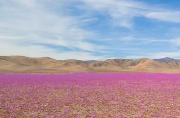 FOTOS | Desierto Florido se adelantó y así se ve en pleno invierno el Desierto de Atacama