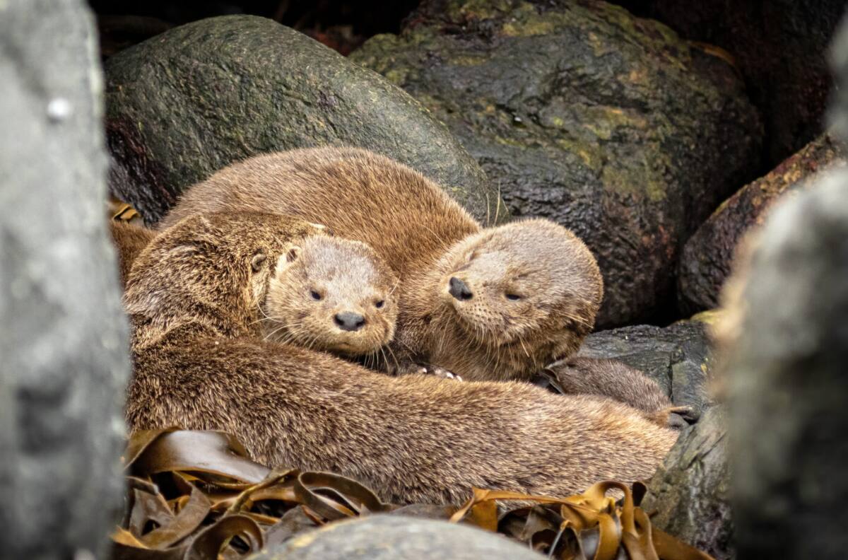 Día de la Fauna Chilena: Descubre cuándo y dónde se realizará este panorama educativo para toda la familia