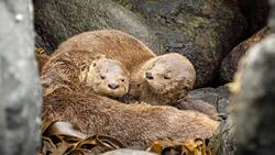 Día de la Fauna Chilena: Descubre cuándo y dónde se realizará este panorama educativo para toda la familia