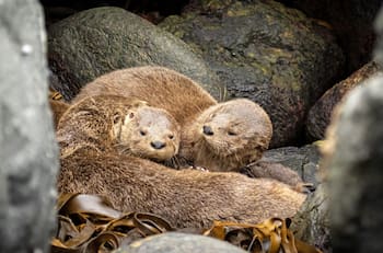 Día de la Fauna Chilena: Descubre cuándo y dónde se realizará este panorama educativo para toda la familia