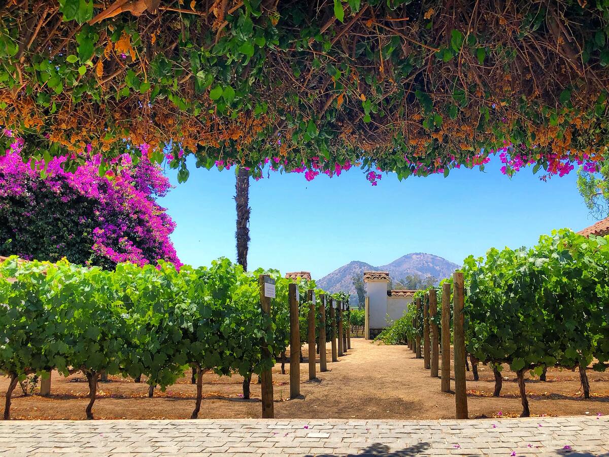 Necesitas reservar tu cupo para visitar la Viña Santa Rita. Créditos: Viña Santa Rita.