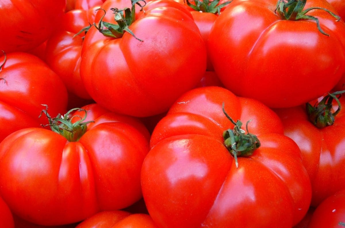 Providencia celebrará el Día del Tomate: ¿Dónde será el evento gratuito y cómo llegar?