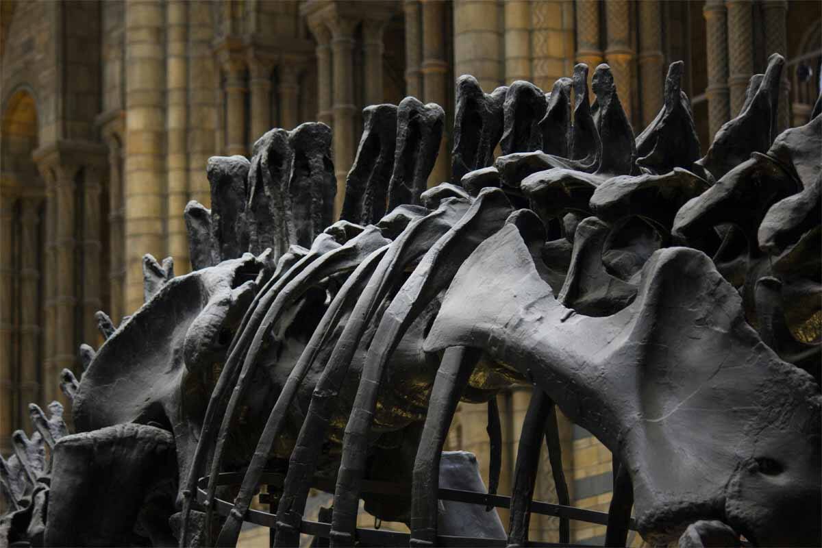 Hallazgo de un esqueleto de un dinosaurio de 70 millones de años en un bosque al sur de Francia.