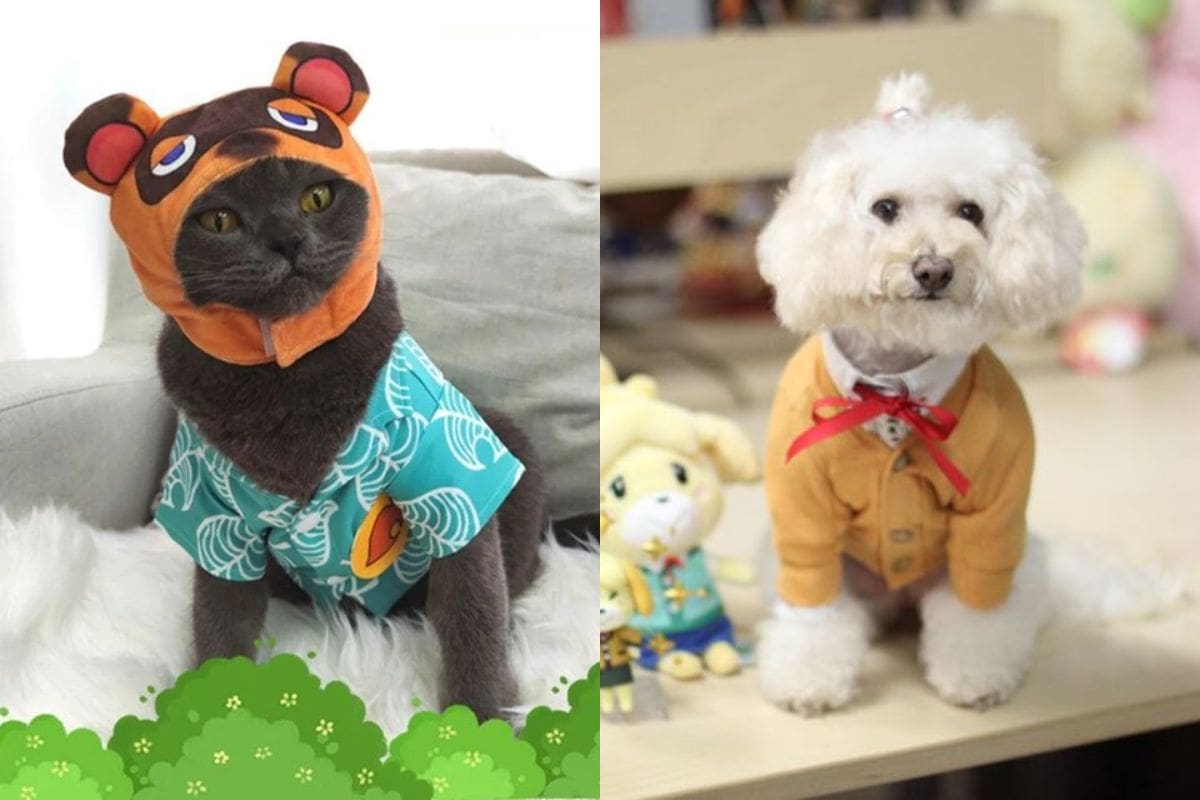 Recuerda siempre no utilizar este tipo de ropa mucho tiempo en tus mascotas, ya que los puede hacer sentir incómodos. Unas fotos y listo.