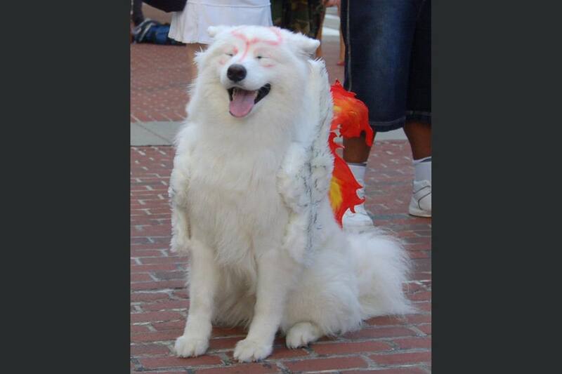 ¿Qué mejor que un perro parecido a Amaterasu?
