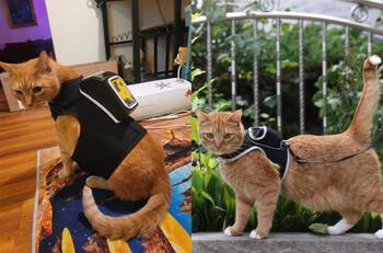 Disfraza a tu mascota como un verdadero gamer en Halloween con estas ideas