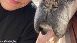 “Ha sido mi sostén emocional”: Doctora Carolina Herrera se despide de importante miembro de su familia