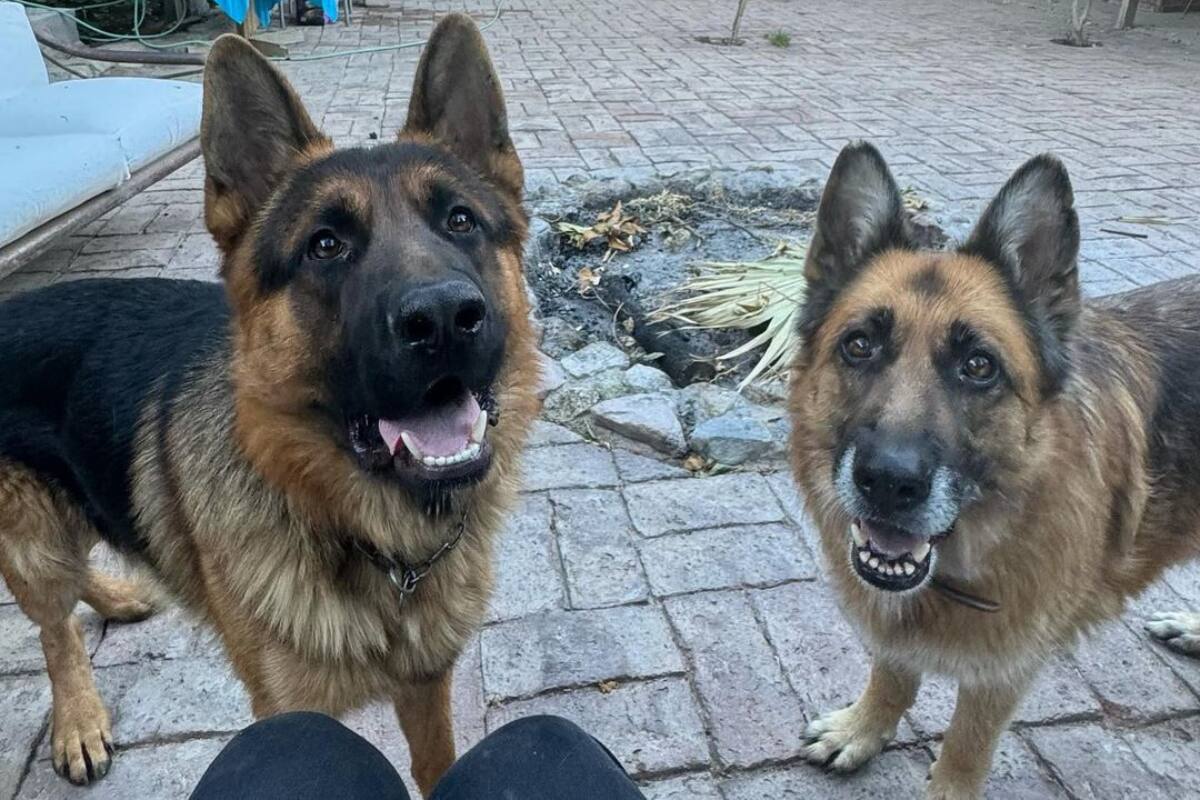 Las mascotas del alcalde fallecieron tras ser envenenadas.