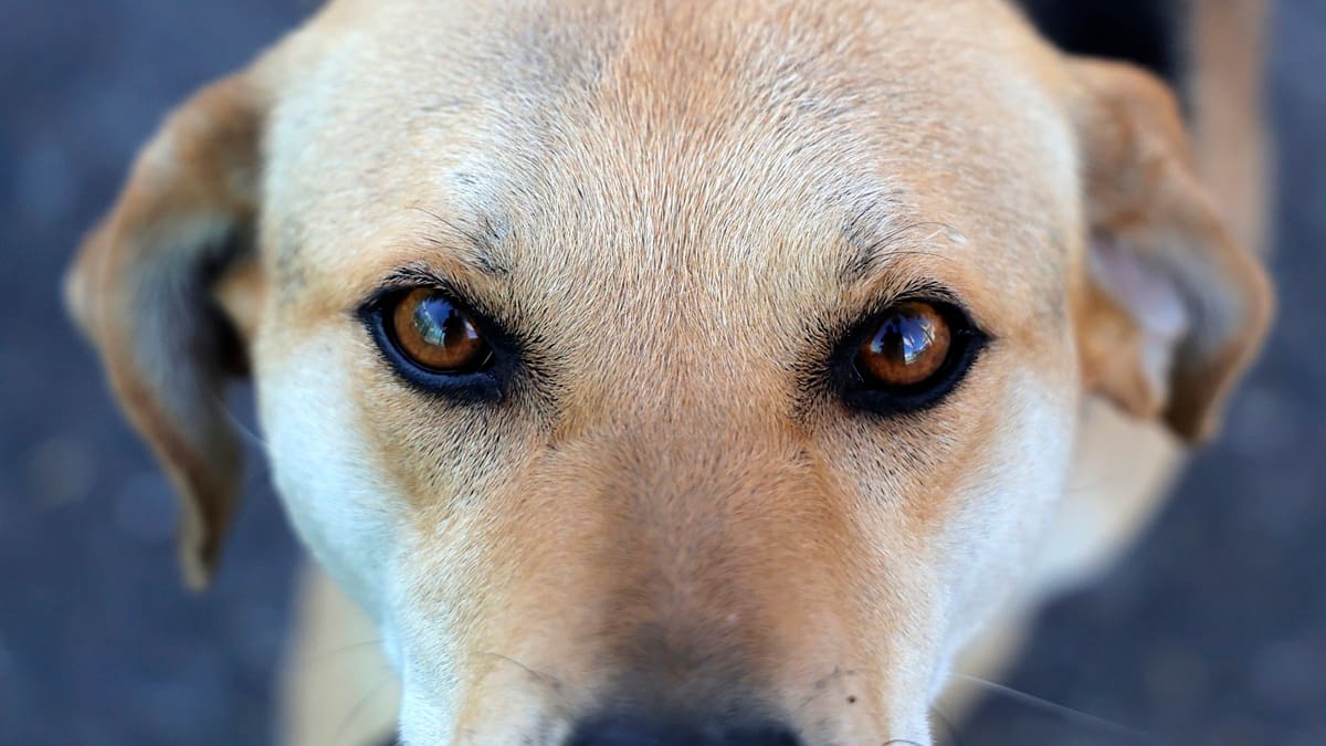 ¿Perro viejo no aprende nuevos trucos? El dilema que viven los animales de avanzada edad que quieren ser adoptados