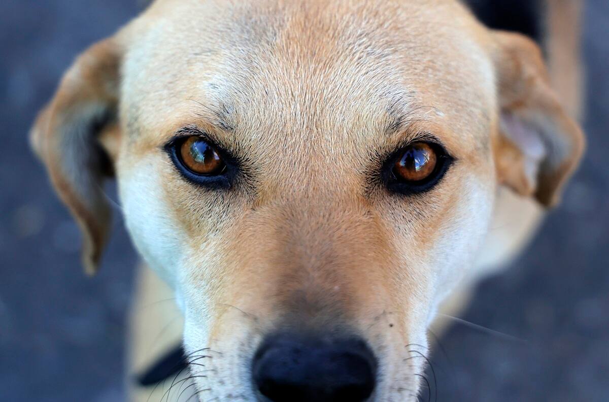 ¿Perro viejo no aprende nuevos trucos? El dilema que viven los animales de avanzada edad que quieren ser adoptados