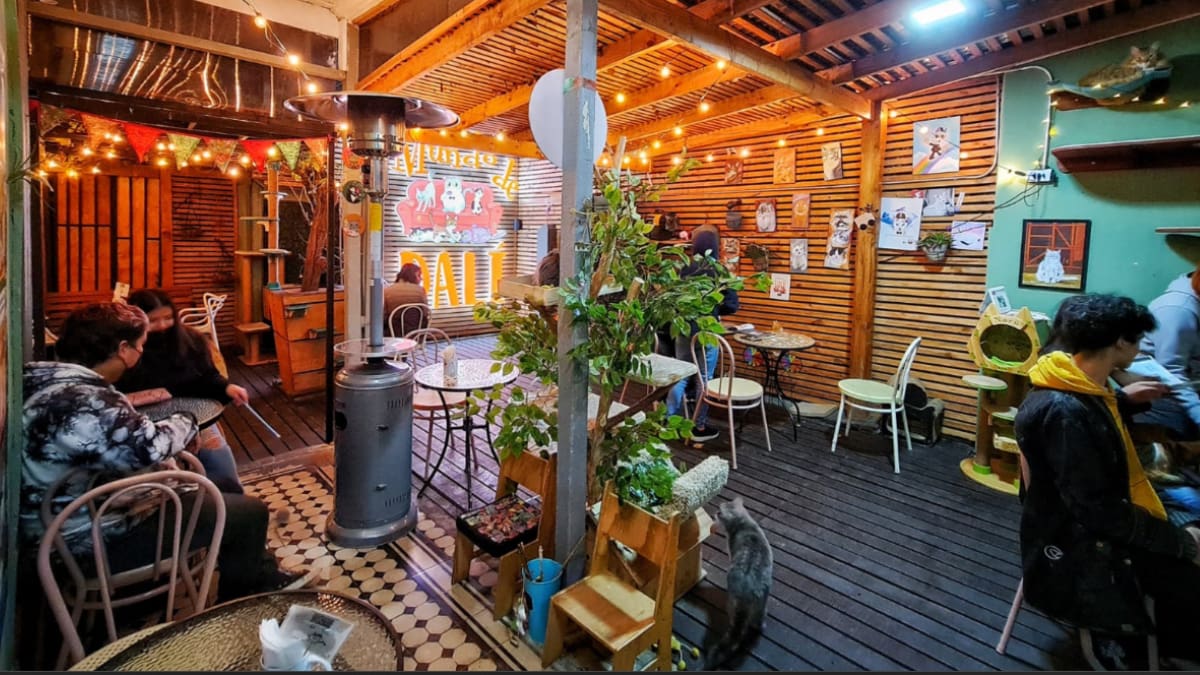 Con sabor a ronroneos: el novedoso café de Santiago donde puedes comer rodeado de decenas de gatos