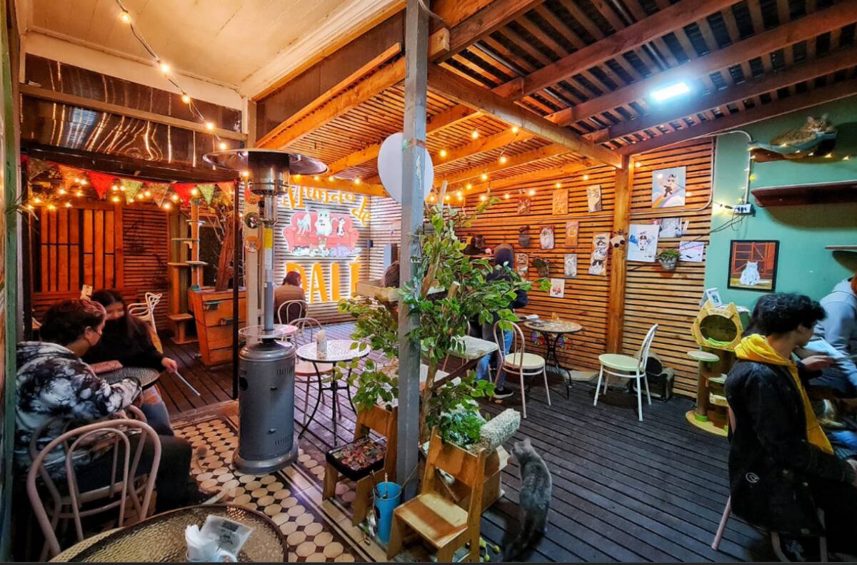 Con sabor a ronroneos: el novedoso café de Santiago donde puedes comer rodeado de decenas de gatos