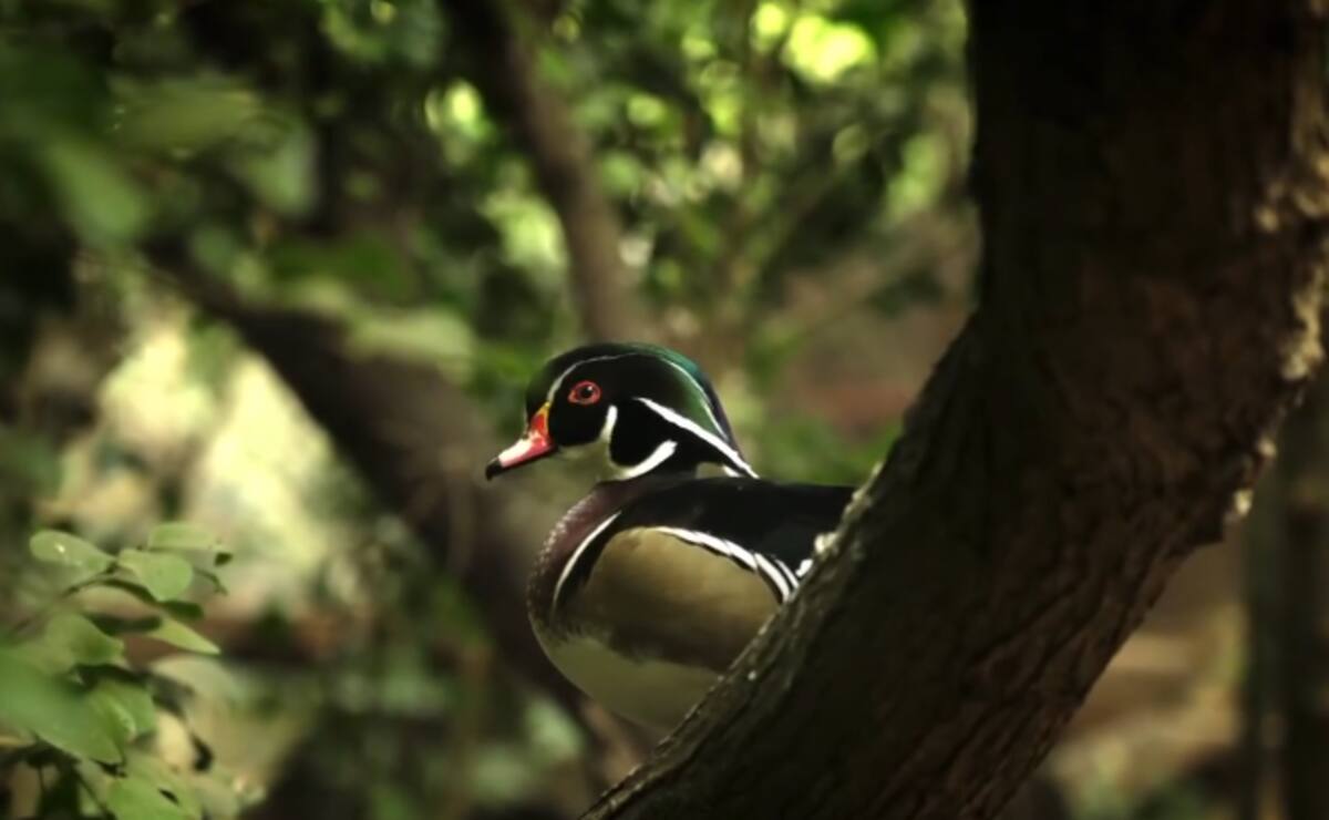 tiene más de 800 aves. Créditos: @parquetricao.