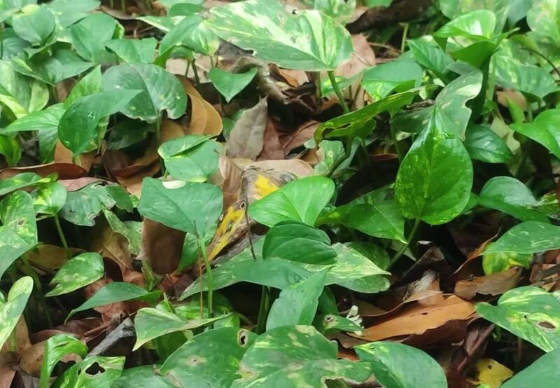 Esta planta requiere de humildes y escasos cuidados. Sólo tienes que saber dónde ponerla. | Foto de archivo