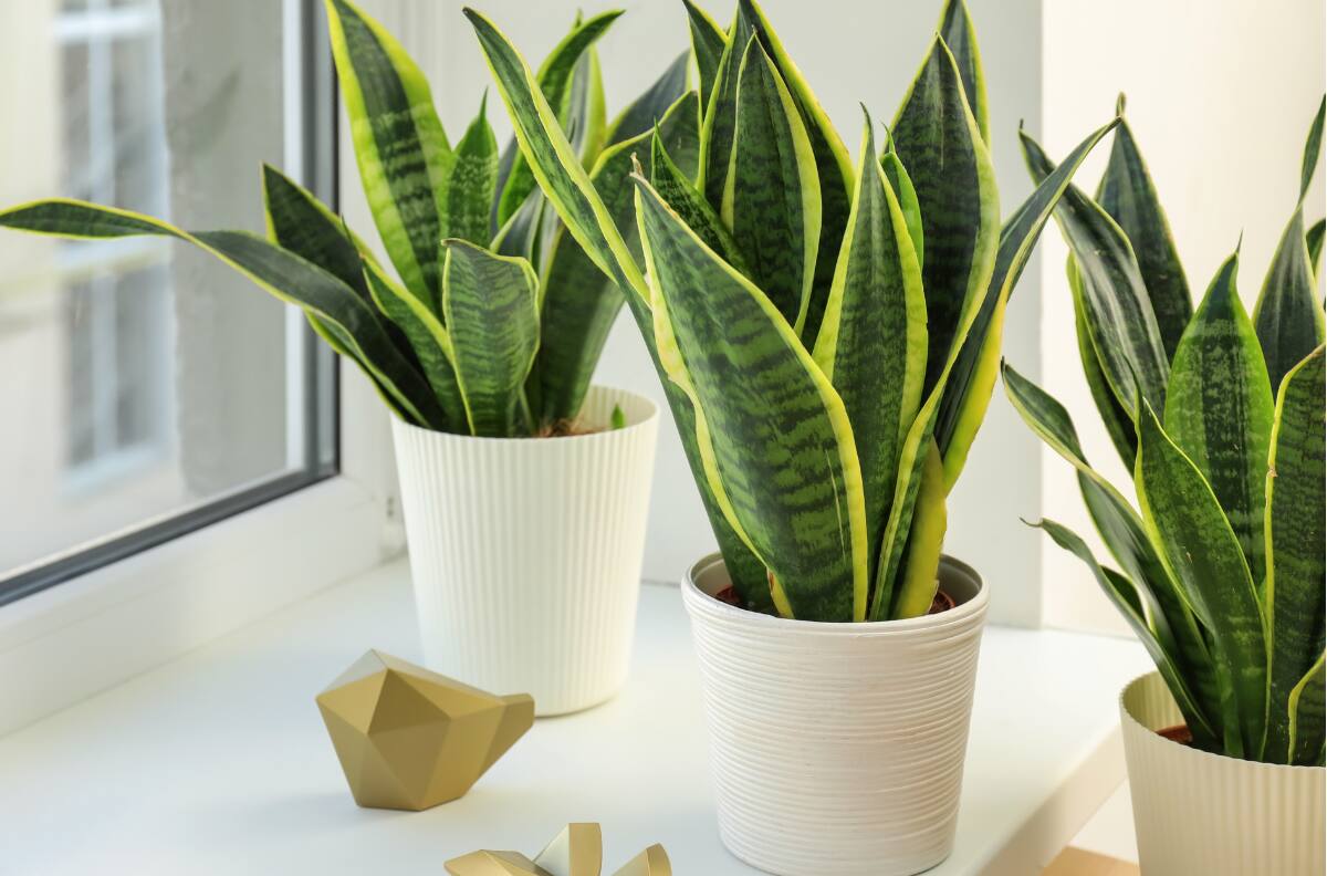 Esta es la planta tendencia en decoración de hogares: conoce cómo cuidarla y los beneficios para la salud