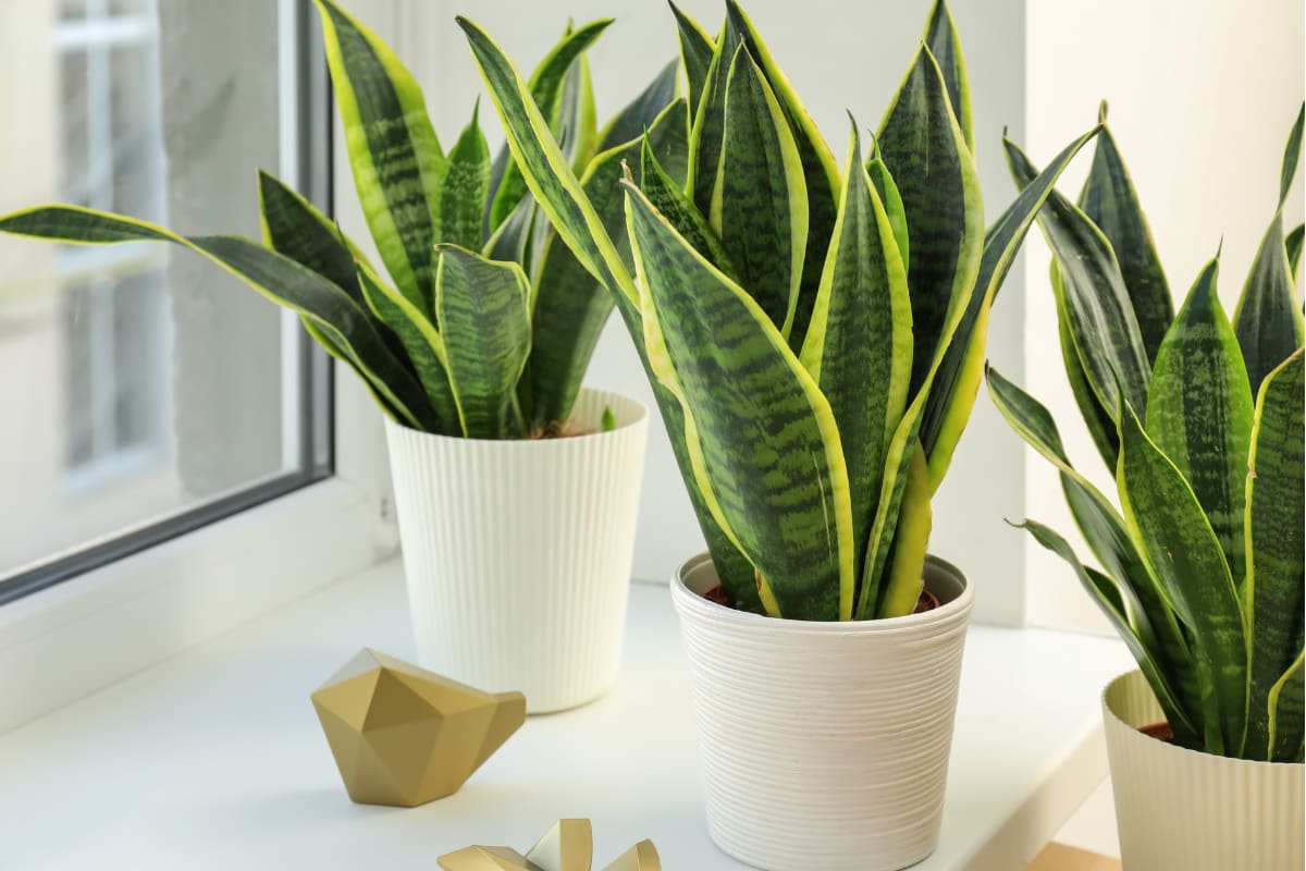 Así puedes cuidar esta planta que es tendencia en la decoración de hogares.