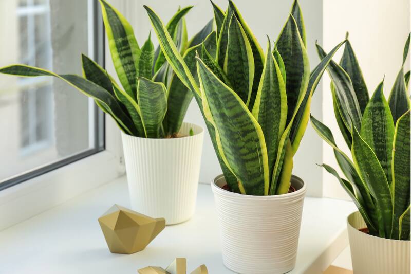 Así puedes cuidar esta planta que es tendencia en la decoración de hogares.