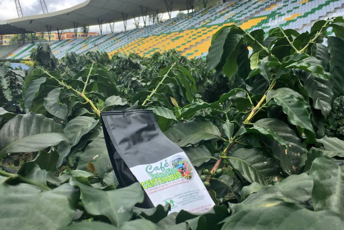 Producción de café del Estadio Centenario de Armenia, Colombia. (Crédito: @gatolondono)