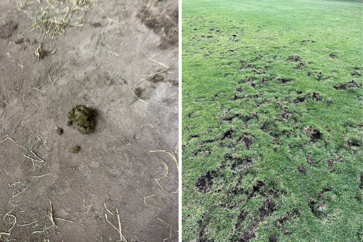 Estado del terreno de juego y del estadio tras festival municipal. Fotos: Raúl Delgado, presidente del Uní Uní.