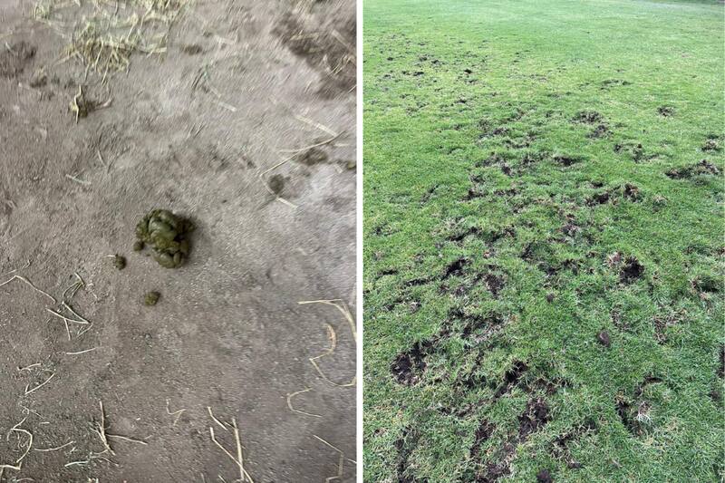 Estado del terreno de juego y del estadio tras festival municipal. Fotos: Raúl Delgado, presidente del Uní Uní.