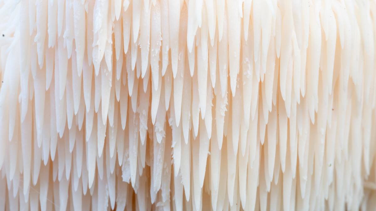 Científicos revelan el superalimento que regenera neuronas y mejora la función cerebral