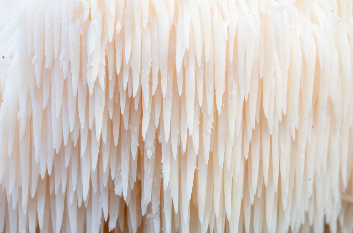 Científicos revelan el superalimento que regenera neuronas y mejora la función cerebral