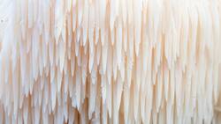 Científicos revelan el superalimento que regenera neuronas y mejora la función cerebral