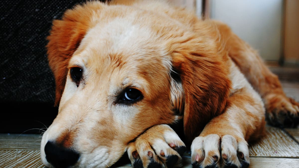 Mitos y realidades de la esterilización de mascotas: ¿cambiará la forma en la que actúa mi perro o gato?