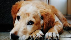 Mitos y realidades de la esterilización de mascotas: ¿cambiará la forma en la que actúa mi perro o gato?