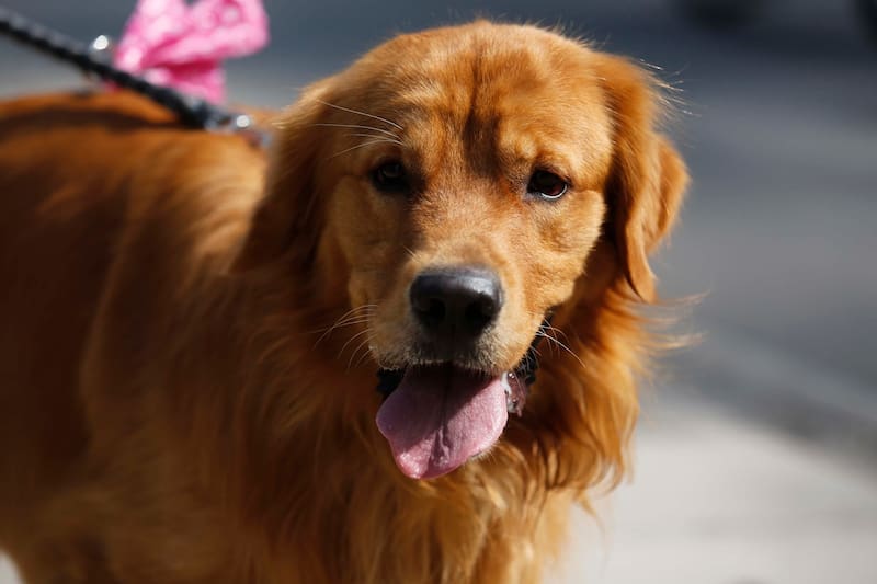 Uno de los mitos que hay es que las perritas deben cruzarse antes de operarse.