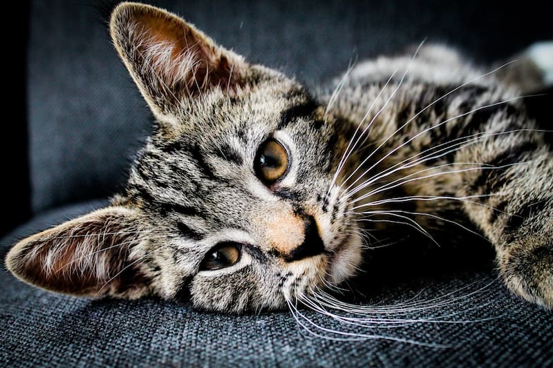 Son diferentes los mitos que hay sobre esta operación. Créditos: Canva