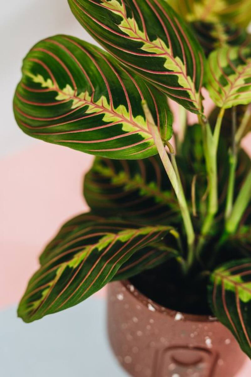 Plantas para la casa.