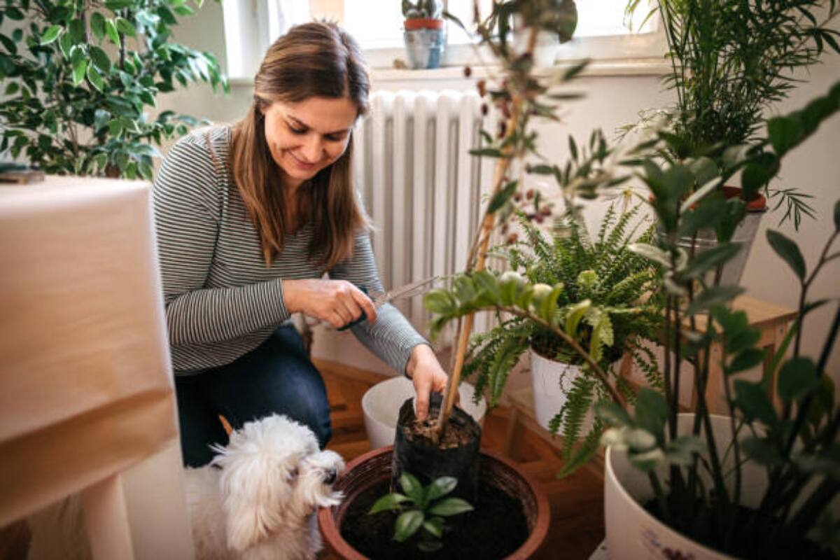 Plantas para la casa.