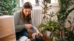 Estas son 3 plantas que puedes tener en tu casa ¡Son bellísimas!