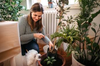 Estas son 3 plantas que puedes tener en tu casa ¡Son bellísimas!