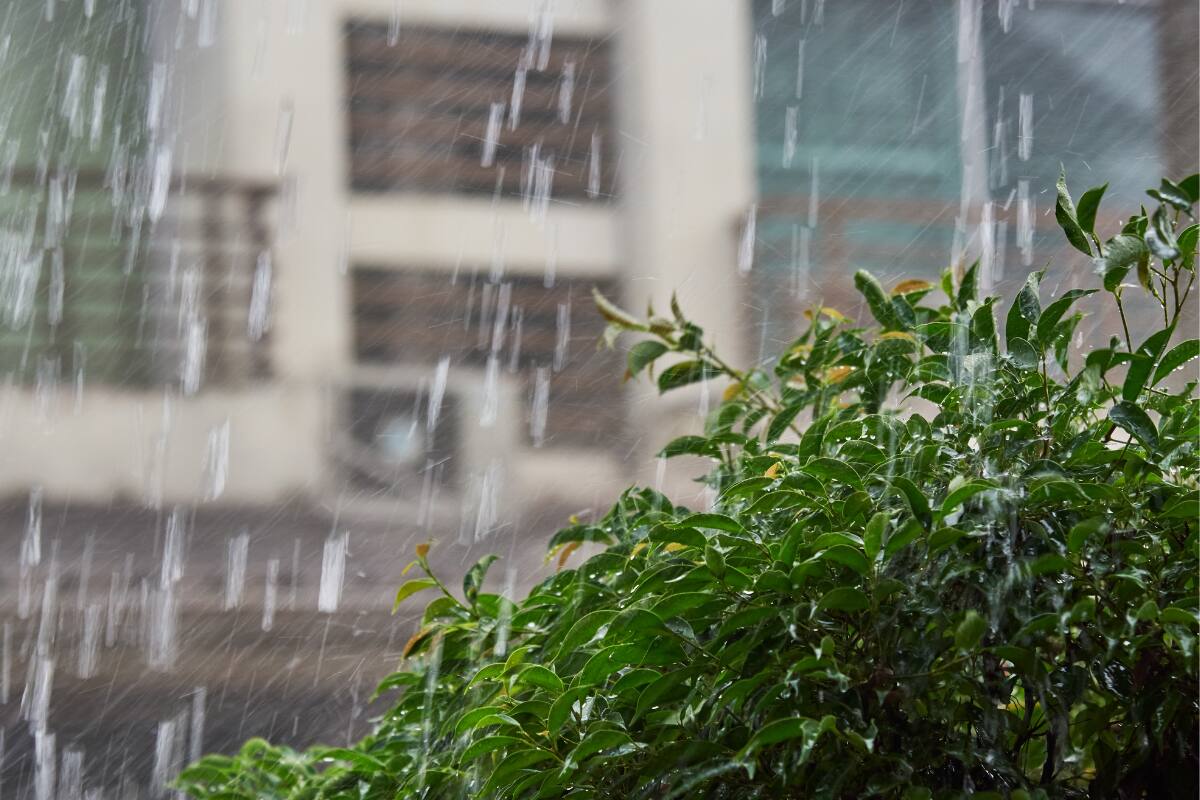 Descubre cómo proteger tus plantas.