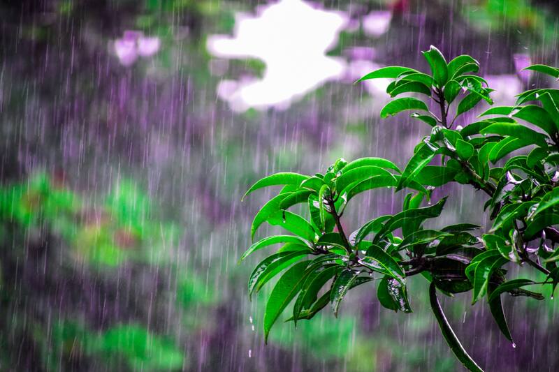 Conoce cuáles son las recomendaciones para cuidar tus plantas.