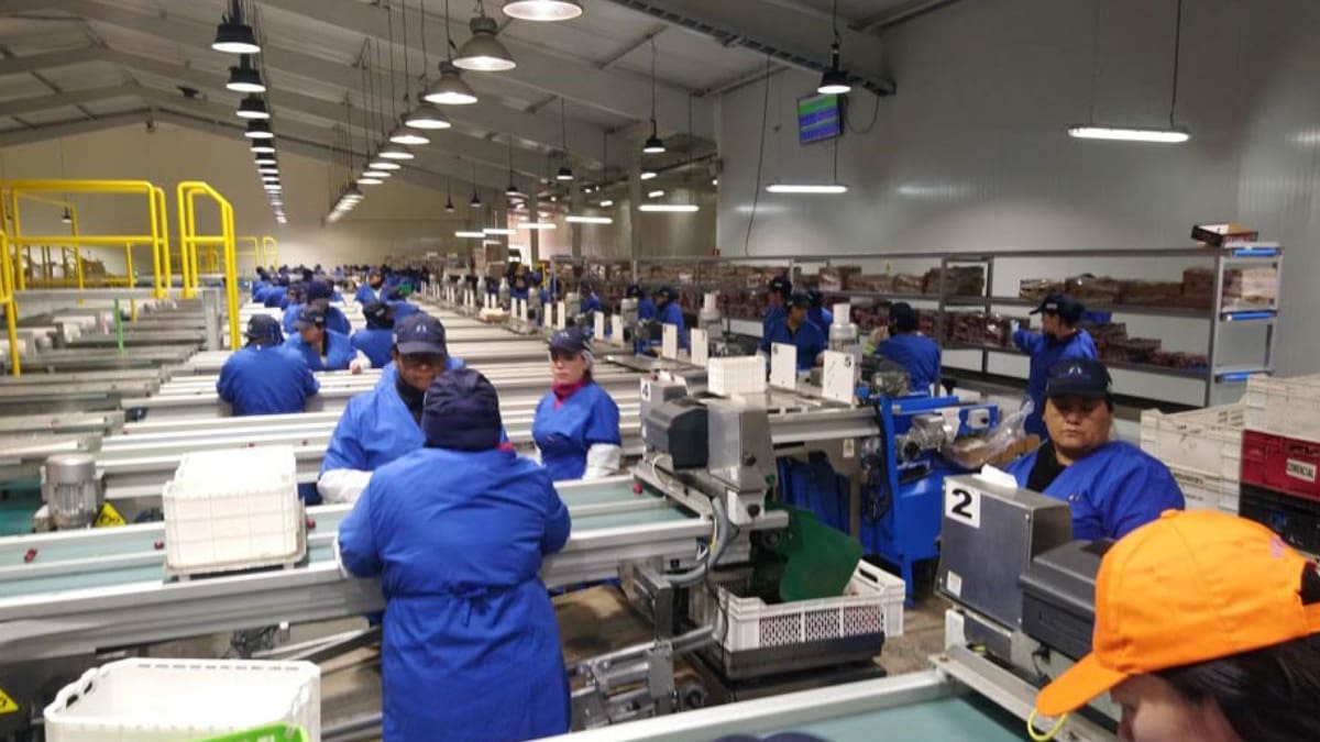 Alarma en Chile: su fruta estrella pierde terreno ante el auge de Perú en las exportaciones a Estado Unidos