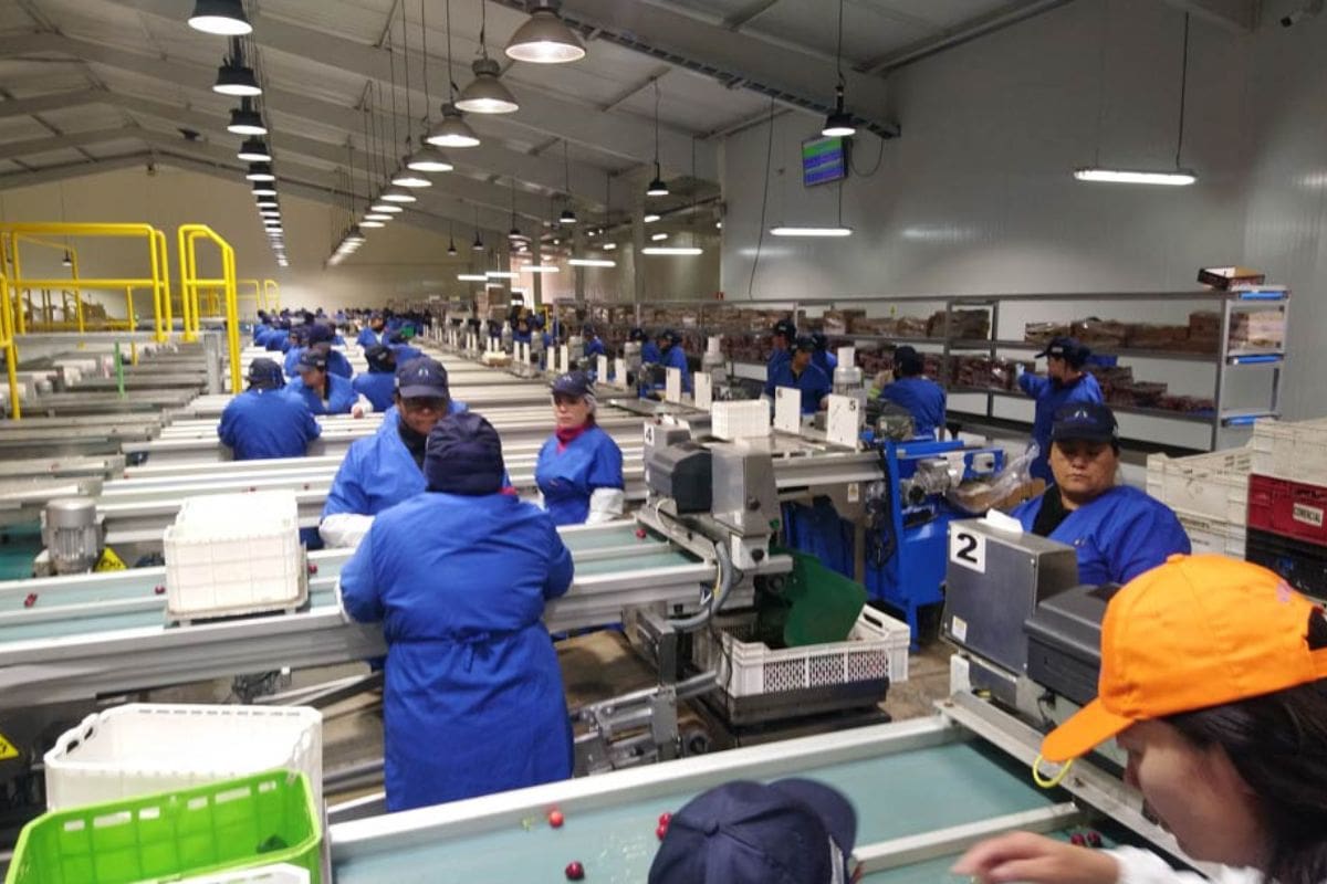 Expertos recomiendan un reajuste logístico para sobrevivir a la eventual crisis.
Créditos: Portal Agro Chile.